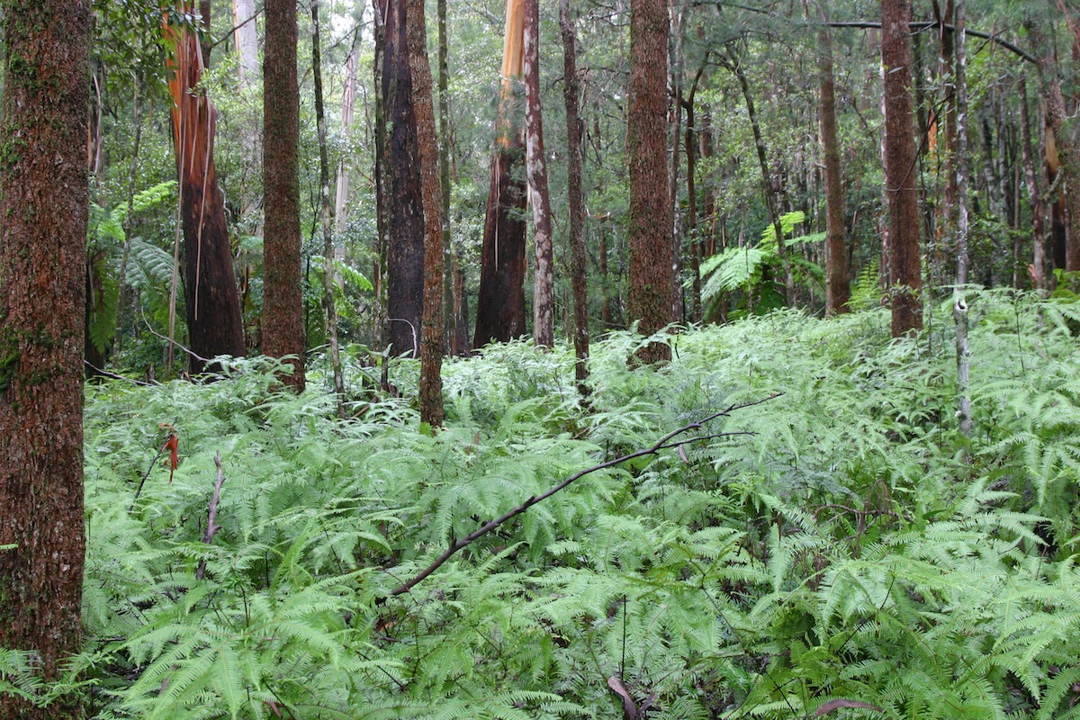 forest and ferns